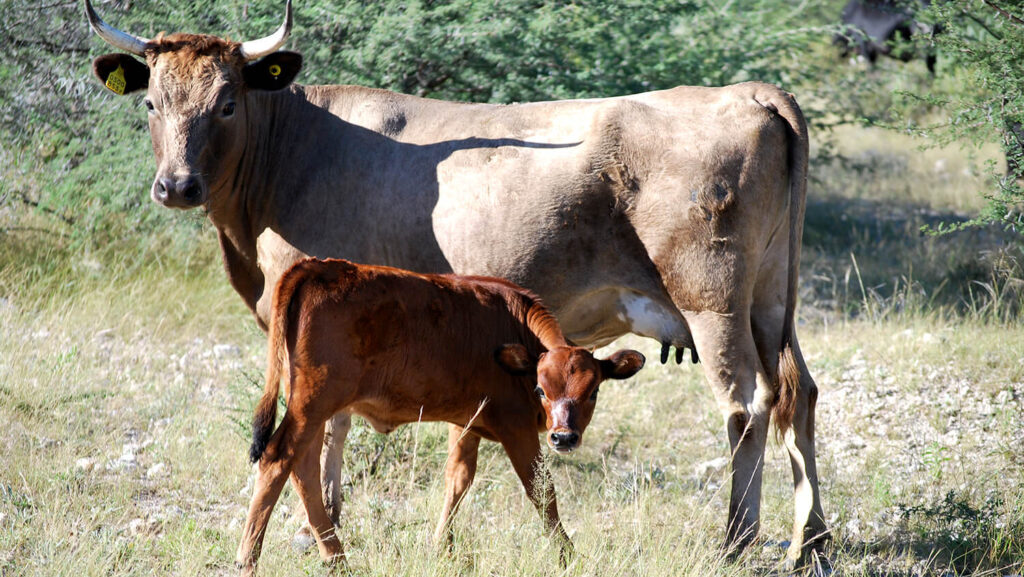 Namibia’s commercial livestock farmers raise mainly cattle and sheep but many have diversified into game such as kudu or oryx and also ostrich while some pig farming has also taken place. Livestock producers sell to local abattoirs as well as on the hoof to South Africa and (occasionally) other countries.